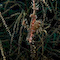 Ghost Pipefish